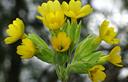 04-Primula odorosa in val Tramontina