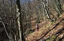 16-Bosco di faggio sulle pendici settentrionali del monte Cretò