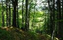 19-Bosco di faggio lungo il sentiero per malga Oltreviso