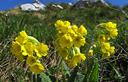 05-Primula odorosa sulle pendici del monte Stregone