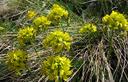02-Draba gialla sulle pendici del monte Stregone