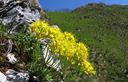 03-Fioritura di draba gialla sulle pendici del monte Stregone