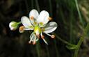 01-Sassifraga a foglie cuneate, particolare del fiore