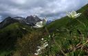 02-Anemone alpino sul monte Puintat
