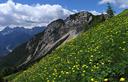 24-Fioritura di botton d'oro alle pendici del monte Vacca