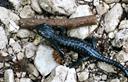 01-Salamandra alpina nella Val Rio del Lago