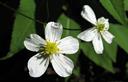 03-Ranuncolo a foglie di aconito, particolare del fiore