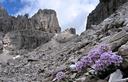 10-Fioritura di erba storna presso la forcella del Leone