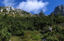 07-Sentiero tra i mughi alle pendici del monte Chiavals