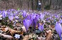 19-Fioritura di crochi sul versante nord del monte Faeit