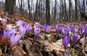 03-Fioritura di crochi sul monte Faeit