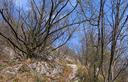 29-Boscaglia a carpino nero lungo il sentiero che scende a Travesio