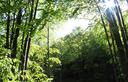 10-Bosco di faggio lungo la pista per malga Avrint