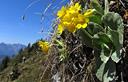 02-Orecchia d'orso alle pendici del monte Cimone