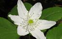 06-Anemone, particolare del fiore