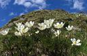 08-Anemoni alpini sul monte Terzo