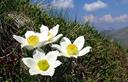 09-Anemoni alpini sul monte Terzo