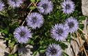 04-Globularia piccola presso forchia Amula