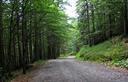 30-La pista di servizio al rifugio Giaf