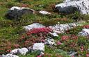 11-Rododendro irsuto ai piani del Montasio