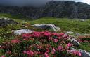 12-Rododendro irsuto ai piani del Montasio
