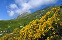 03-Ginestra stellata ai Piani del Montasio