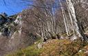 12-Bosco di faggio nel vallone del Moltrin