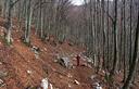 11-Bosco di faggio in val della Stua