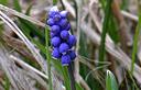 02-Muscari azzurro in val Tochel