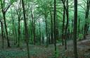 05-Il bosco alle pendici del Panuch