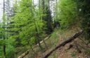 12-Nel bosco sulle pendici di Cima Alpel