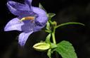 04-Campanula selvatica nei boschi della Val Preone