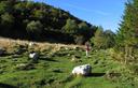 02-Il sentiero che giunge a sella Foredor da malga Cuarnan