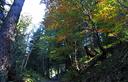 06-Bosco di faggio lungo la pista di casera Monte dei Buoi