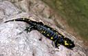 01-Salamandra pezzata nel vallone del torrente Palar
