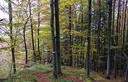 04-Bosco di faggio lungo il sentiero per sella Colrotondo