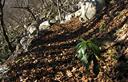 24-Piante di laureola ravvivano il sottobosco invernale