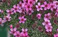 Potentilla rosea