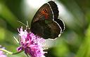 05-Erebia aethiops