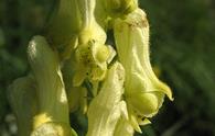 Aconito giallo [<i>Aconitum lycoctonum vulparia</i><!-- Aconitum vulparia-->, <i>Aconitum lamarcki</i>]