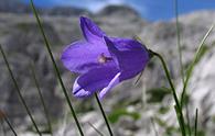 Campanula di Scheuchzer [<i>Campanula scheuchzeri</i>]