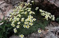 Sassifraga verdazzurra [<i>Saxifraga caesia</i>]