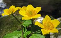 Calta palustre [<i>Caltha palustris</i>]