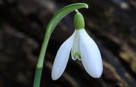 Bucaneve [<i>Galanthus nivalis</i>]