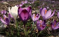 Croco [<i>Crocus albiflorus</i>]