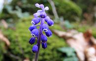 Muscari azzurro [<i>Muscari botryoides</i>]