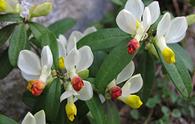 Poligala rossa [<i>Polygala chamaebuxus</i>]