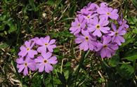 Primula farinosa [<i>Primula farinosa</i>]