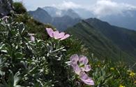 Monte Plauris da Tugliezzo