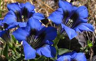 Genziana di Clusius [<i>Gentiana clusii</i>]